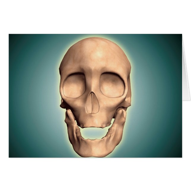 Imagen Conceptual Del Calavero Humano, Vista Delan (Anverso (Horizontal))