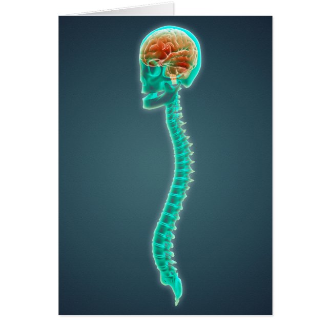 Imagen Conceptual Del Cerebro Humano, Calavera Y E (Frente)