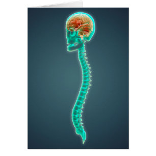Imagen conceptual del cerebro humano, del cráneo y