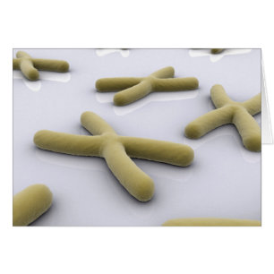 Imagen Conceptual Del Cromosoma 1