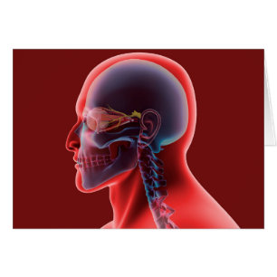 Imagen conceptual del ojo humano y del cráneo