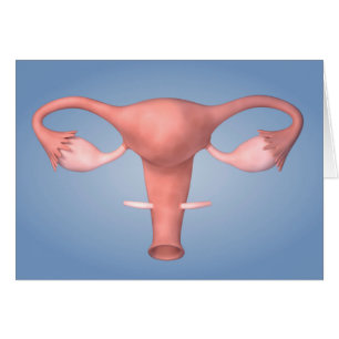 Imagen conceptual del órgano reproductivo femenin