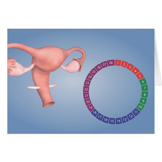 Imagen Conceptual Del Órgano Reproductivo Femenino (Anverso (Horizontal))