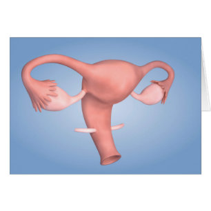 Imagen Conceptual Del Órgano Reproductivo Femenino