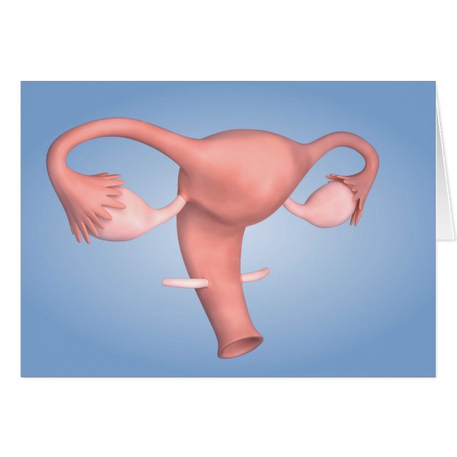 Imagen Conceptual Del Órgano Reproductivo Femenino (Anverso (Horizontal))
