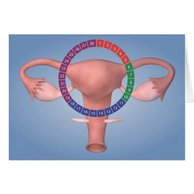 Imagen Conceptual Del Órgano Reproductivo Femenino (Anverso (Horizontal))