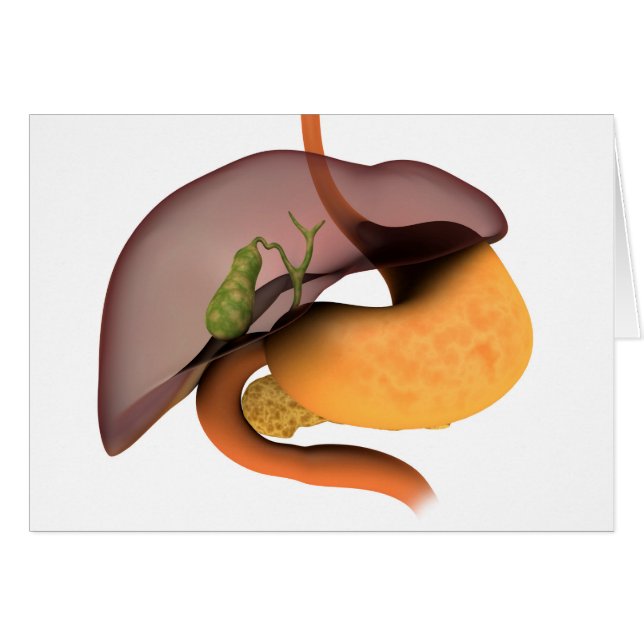 Imagen Conceptual Del Sistema Digestivo Humano 1 (Anverso (Horizontal))