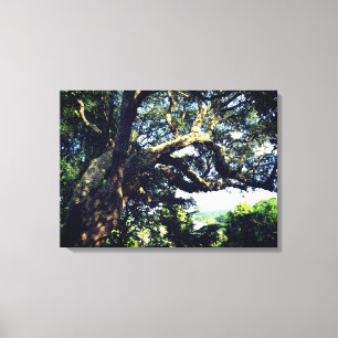 Imagen de árbol antiguo con una sola impresión