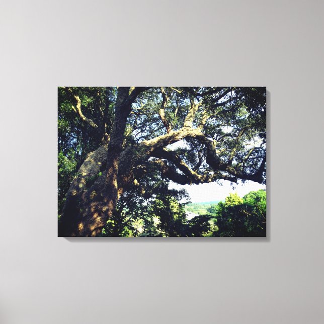 Imagen de árbol antiguo con una sola impresión (Anverso)