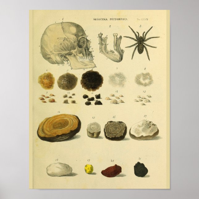 Imagen de arte de anatomía médica de la araña de c (Frente)