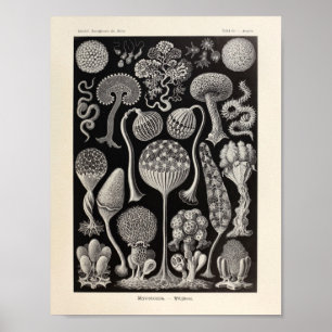 Imagen de arte de Mycetozoa Ernst Haeckel