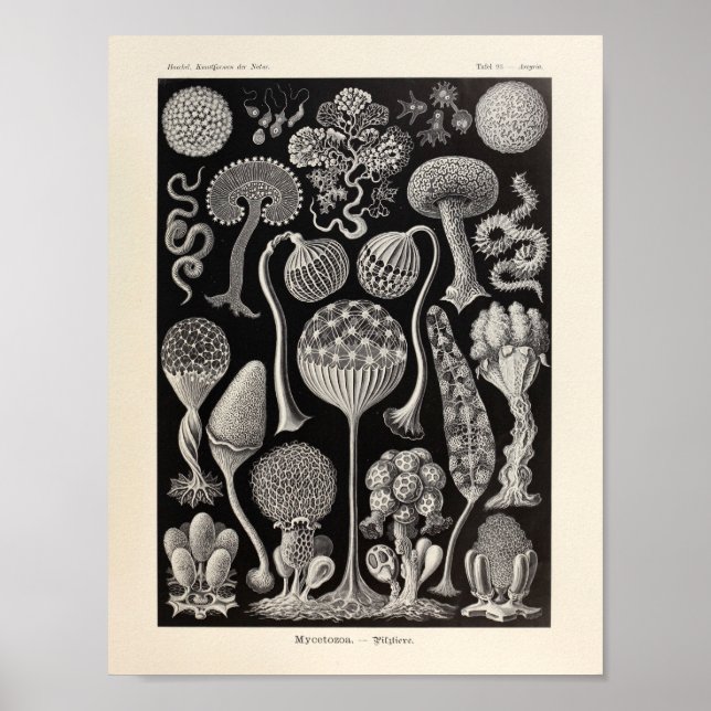 Imagen de arte de Mycetozoa Ernst Haeckel (Frente)
