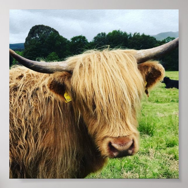 Imagen de arte de vaca de Escocia Highland (Frente)