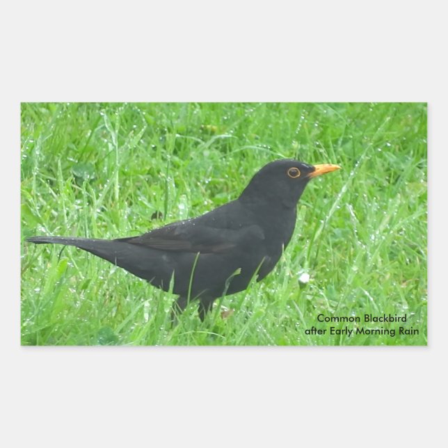 Imagen de Blackbird para Pegatinas Rectangle, bril (Anverso)