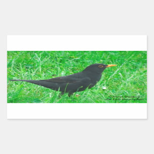 Imagen de Blackbird para Pegatinas Rectangle, bril