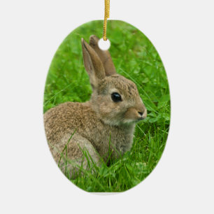 Imagen de conejo europeo para el ornamento ováric
