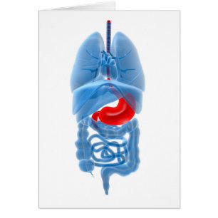 Imagen de la radiografía de órganos internos con