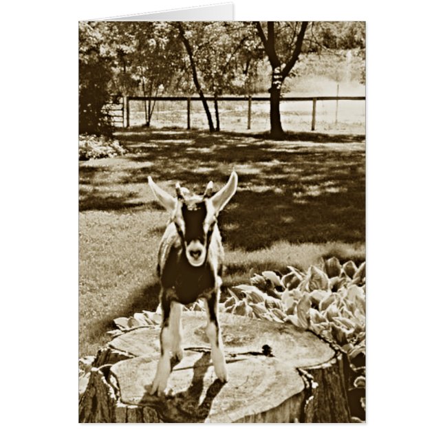 Imagen de la sepia de la cabra resuelta del bebé (Frente)