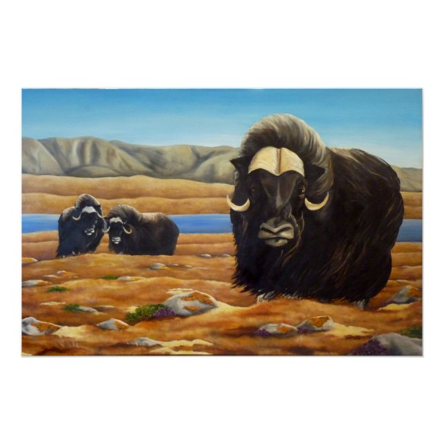Imagen de Muskox con Poster canadiense de vida sil (Anverso)