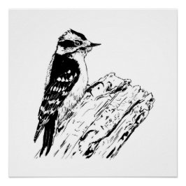 imagen de pájaro carpintero / impresión / blanco y