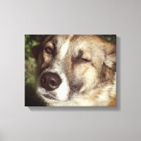 Imagen de perro con una sola impresión