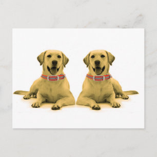 Imagen de perro para postal