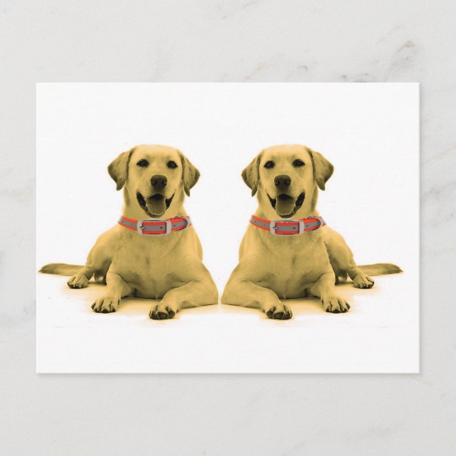 Imagen de perro para postal (Anverso)