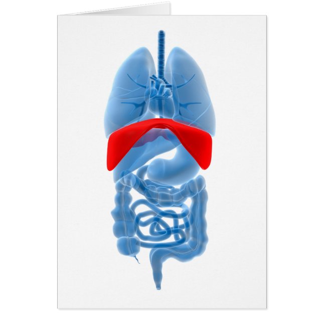 Imagen De Rayos X De Órganos Internos Con Diafragm (Frente)