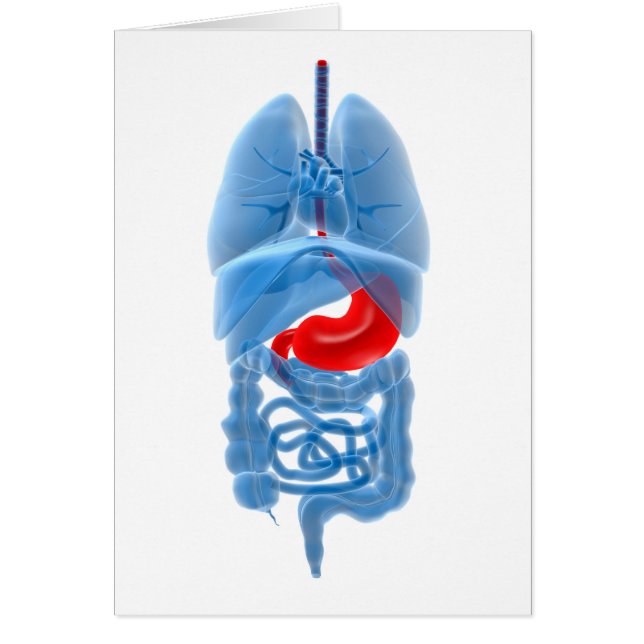 Imagen De Rayos X De Órganos Internos Con Estómago (Frente)