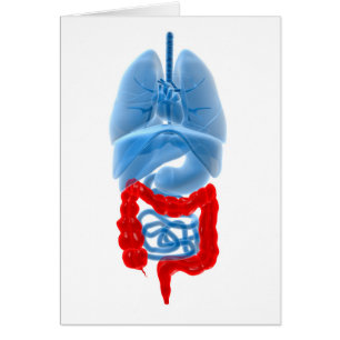 Imagen De Rayos X De Órganos Internos Con Gran Tam