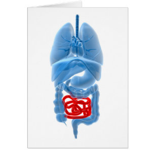 Imagen De Rayos X De Órganos Internos Con Pequeños