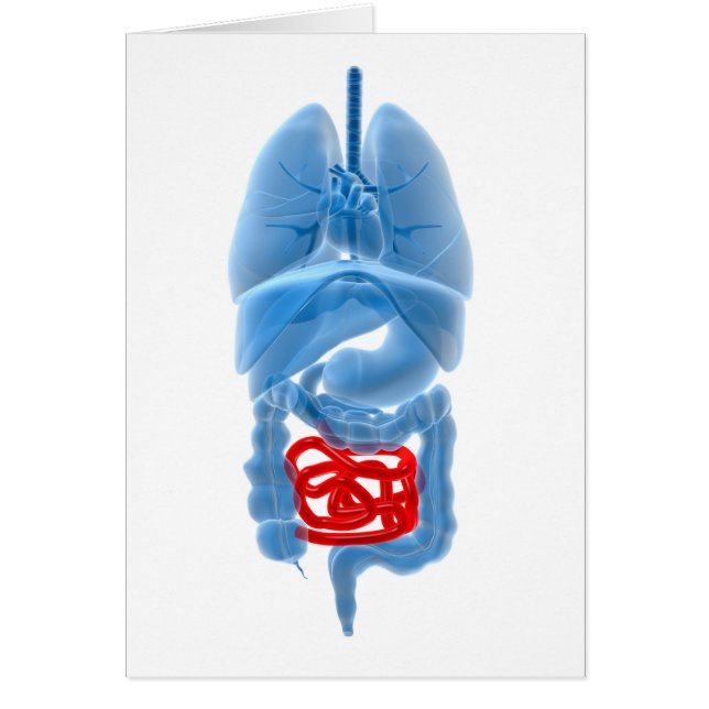 Imagen De Rayos X De Órganos Internos Con Pequeños (Frente)