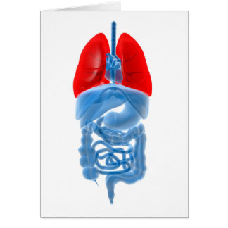 Imagen De Rayos X De Órganos Internos Con Pulmones