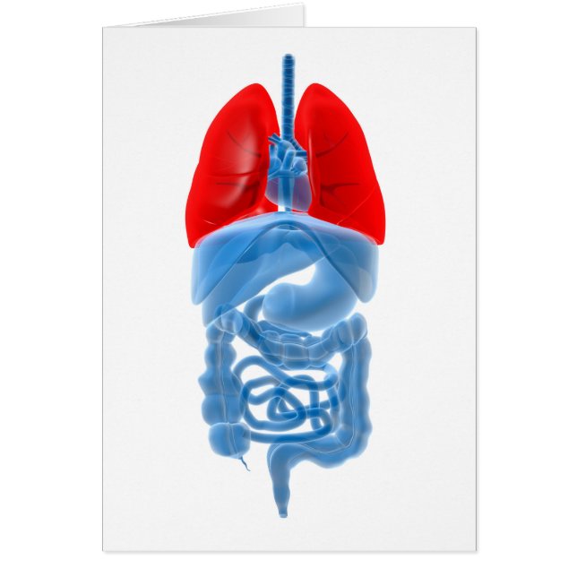 Imagen De Rayos X De Órganos Internos Con Pulmones (Frente)