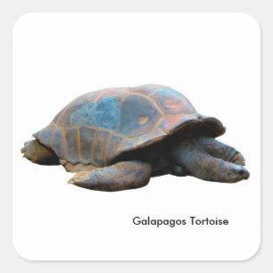 Imagen de tortuga para Pegatinas cuadrados-brillan