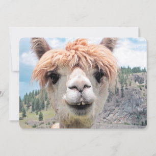 Imagen de una pequeña alpaca sonriente