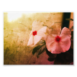 Imagen Floral Retro Foto profesional Kodak