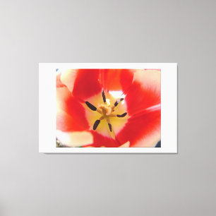 imagen macro de la flor de tulipán rojo. arte de f