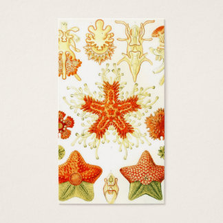 Imagen vintage naturalista de Starfish (Asteroidea