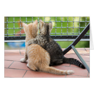 Imágenes de Getty el dos gatitos en un balcón
