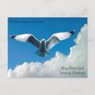 Imágenes de vida silvestre para postal