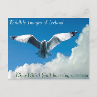 Imágenes de vida silvestre para postal