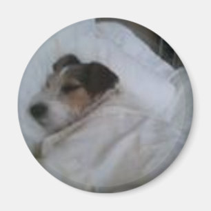 Imán
