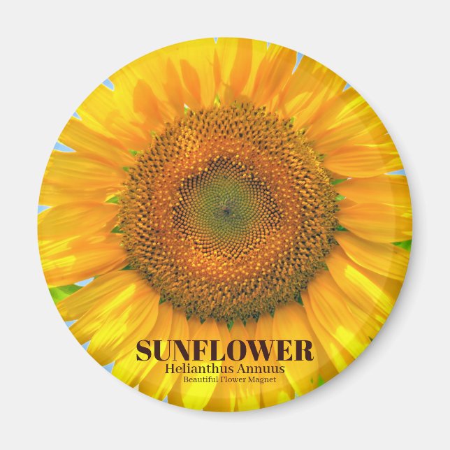 IMÁN ひ ま わ り (Frente)