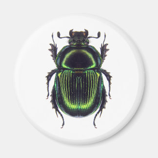 IMÁN オオセンチコガネ