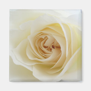 Imán 001 del cuadrado del rosa blanco