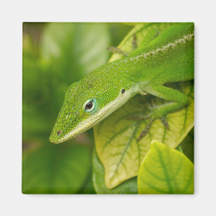 Imán 01 del lagarto