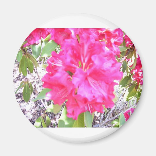 IMÁN 100_0292 (Frente)