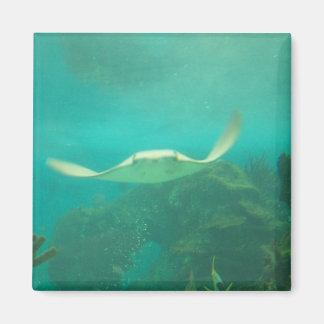 Imán 104_3660 - Sting Ray Magnet