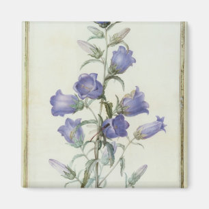 Imán 15: Campanula: Medio 1787